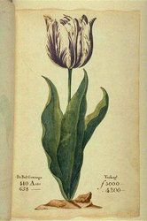 W roku 1637 cebulka tego tulipana, zwanego Viceroy, kosztowała 3000 - 4200 florenów. Rzemieślnik zarabiał wówczas 300 florenów rocznie. 