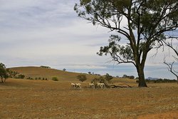 Owce na wyschniętym pastwisku w pd-wsch Australii 