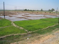 Ryżowe poletko z Tadżykistanie